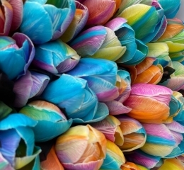 Тюльпан радужный Рэйнбоу (крашенный) Тюльпан радужный Рэйнбоу (крашенный)